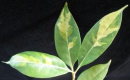 Fagraea-fragrans-variegated-60