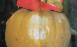 Garcinia-atroviridis-Guttiferae-35