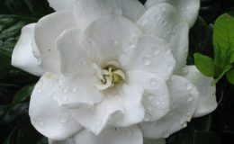 Gardenia-Belmont-20-1