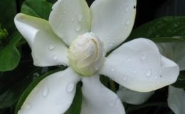 Gardenia-Belmont-20