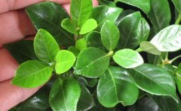 Gardenia-Kleims-Hardy-35-
