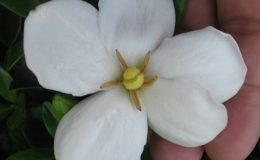 Gardenia-Kleims-Hardy-35