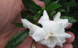 Gardenia-radicans-20