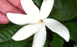 Gardenia-scabrella-35