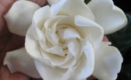 Gardenia-sp-Australia-35