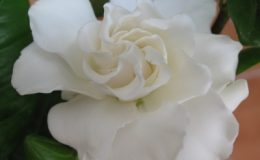 Gardenia-sp-T09-20