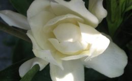 Gardenia-sp-T14-Taiwan-26