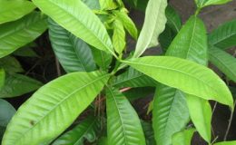 Gardenia-sp.T06-Trad-province-Eastern-Thailand-30