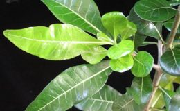 Gardenia-sp.T08-Indonesia-44