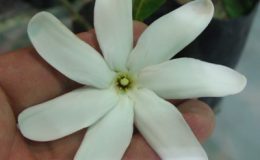 Gardenia-taitensis-26