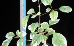 Gmelina-tomentosa-albomarginata-60