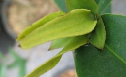 Goniothalamus-sp.T02-Annonacea-Northern-Thailand-TF-30