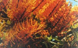 Grevillea-robusta-Silky-Oak-Proteaceae-exotic-plant-26-e1451416127212