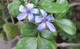 Guaiacum-officinale-Zygophyllaceae-30