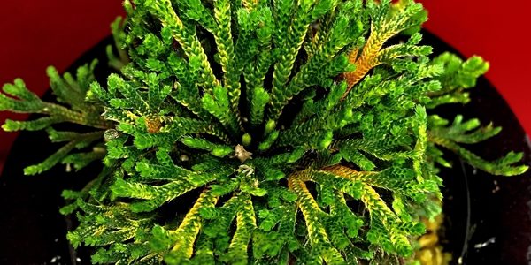 Коллекция Ивахиба (Селагинелла тамариксолистная) Японские культивары (Selaginella tamariscina Iwahiba)