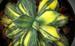 agave isthmensis striata