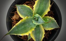 agave verschaffeltii marginata