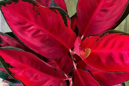 Aglaonema / Аглаонема, каталог