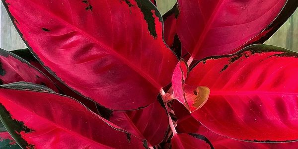 Aglaonema / Аглаонема, каталог