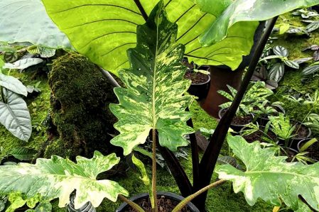 Alocasia and colocasia / Алоказия и колоказия