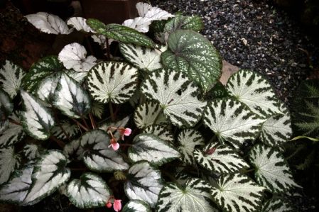 Begonia / Бегония, каталог