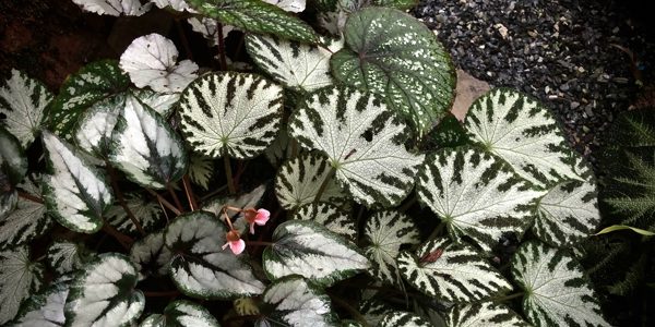 Begonia / Бегония, каталог