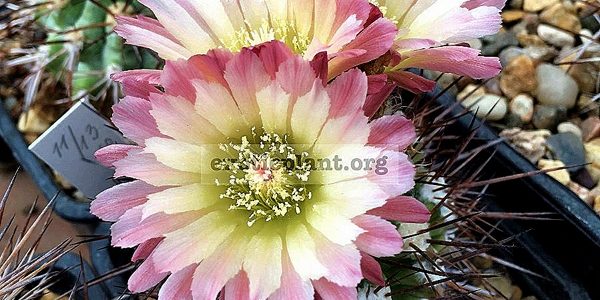 Коллекция Кактусы (Cactus)