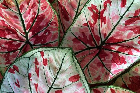 Caladium, Xanthocaladium, Xanthosoma / Каладиум, Ксантокаладиум, Ксантозома и другие ароидные, не вошедшие в другие разделы