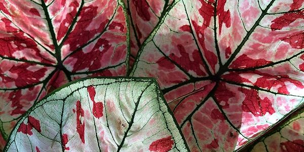 Caladium, Xanthocaladium, Xanthosoma / Каладиум, Ксантокаладиум, Ксантозома и другие ароидные, не вошедшие в другие разделы