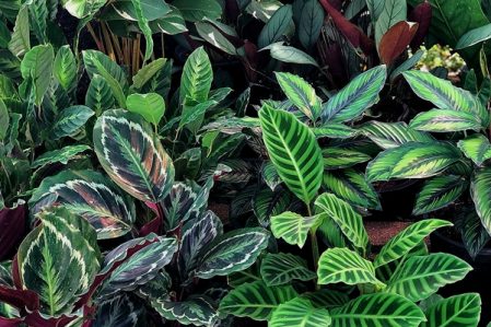 Calathea, Ctenanthe, Heliconia, Marantha, Alpinia / Калатея, Ктенанте, Геликония, Маранта, Альпиния