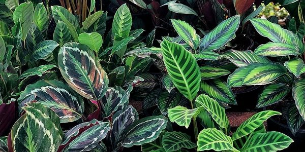 Calathea, Ctenanthe, Heliconia, Marantha, Alpinia / Калатея, Ктенанте, Геликония, Маранта, Альпиния