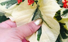 clerodendron-paniculatum-white-variegated-