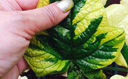 clerodendron-paniculatum-yellow-variegated-