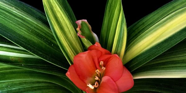 Коллекция Кливия (Clivia)