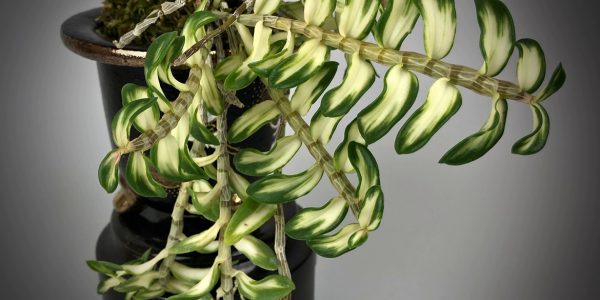 dendrobium loddigesii variegated 1170×619