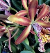 Сиам Орхид Центр, Бангкок / Siam Orchid Center, Bangkok