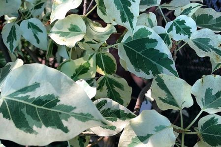Ficus / Фикус, каталог