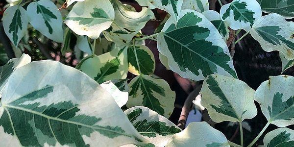 Ficus / Фикус, каталог