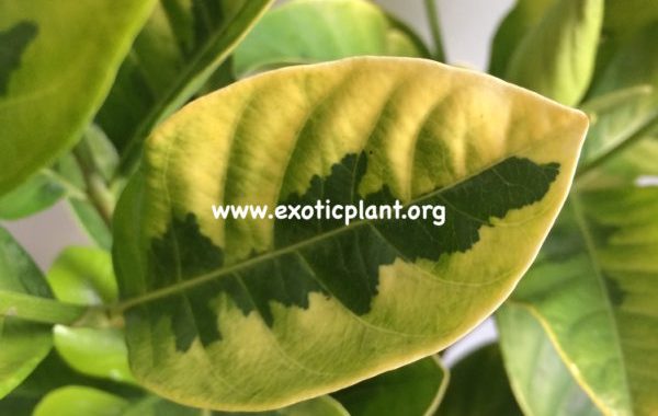 gardenia-‘Belmont’-variegated-55