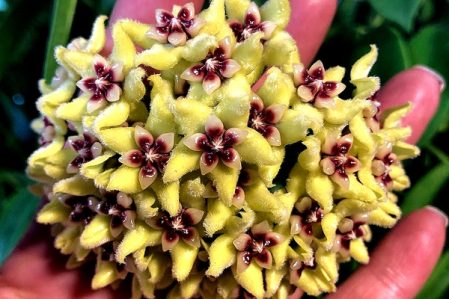 Hoya, Dischidia / Хойя, Дисхидия, каталог