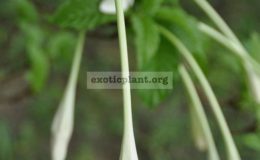 macrantha