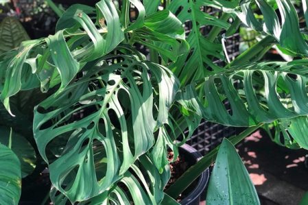 Epipremnum, Monstera, Rhaphidophora, Pothos / Эпипремнум, Монстера, Рафидофора, Потос