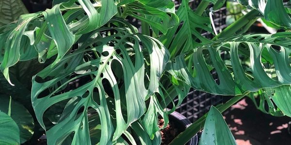 Epipremnum, Monstera, Rhaphidophora, Pothos / Эпипремнум, Монстера, Рафидофора, Потос