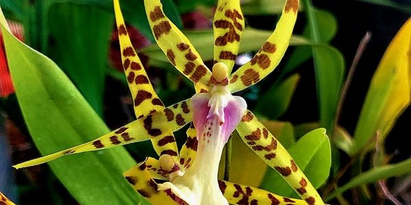 Orchid / Орхидея, каталог