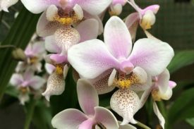 Коллекция Другие орхидеи (orchid)