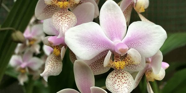 Коллекция Другие орхидеи (orchid)