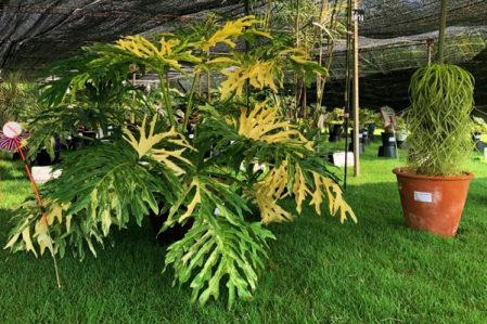 Philodendron / Филодендрон, каталог