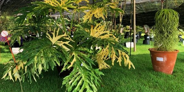 Philodendron / Филодендрон, каталог