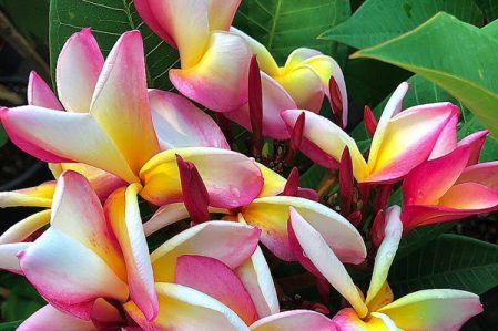 Plumeria / Плюмерия, каталог