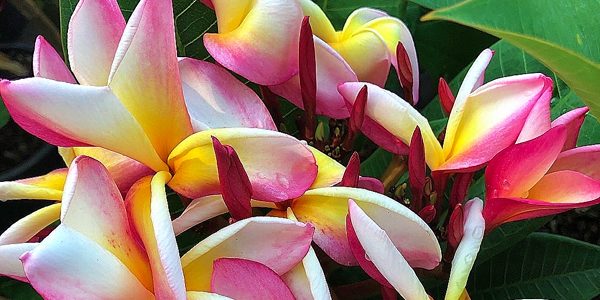 Plumeria / Плюмерия, каталог